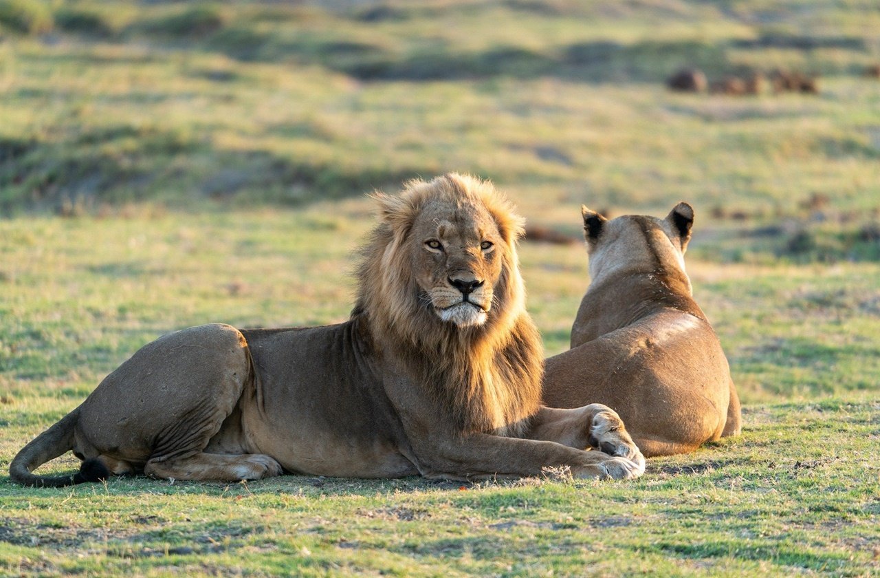 Lion and lioness in the wild