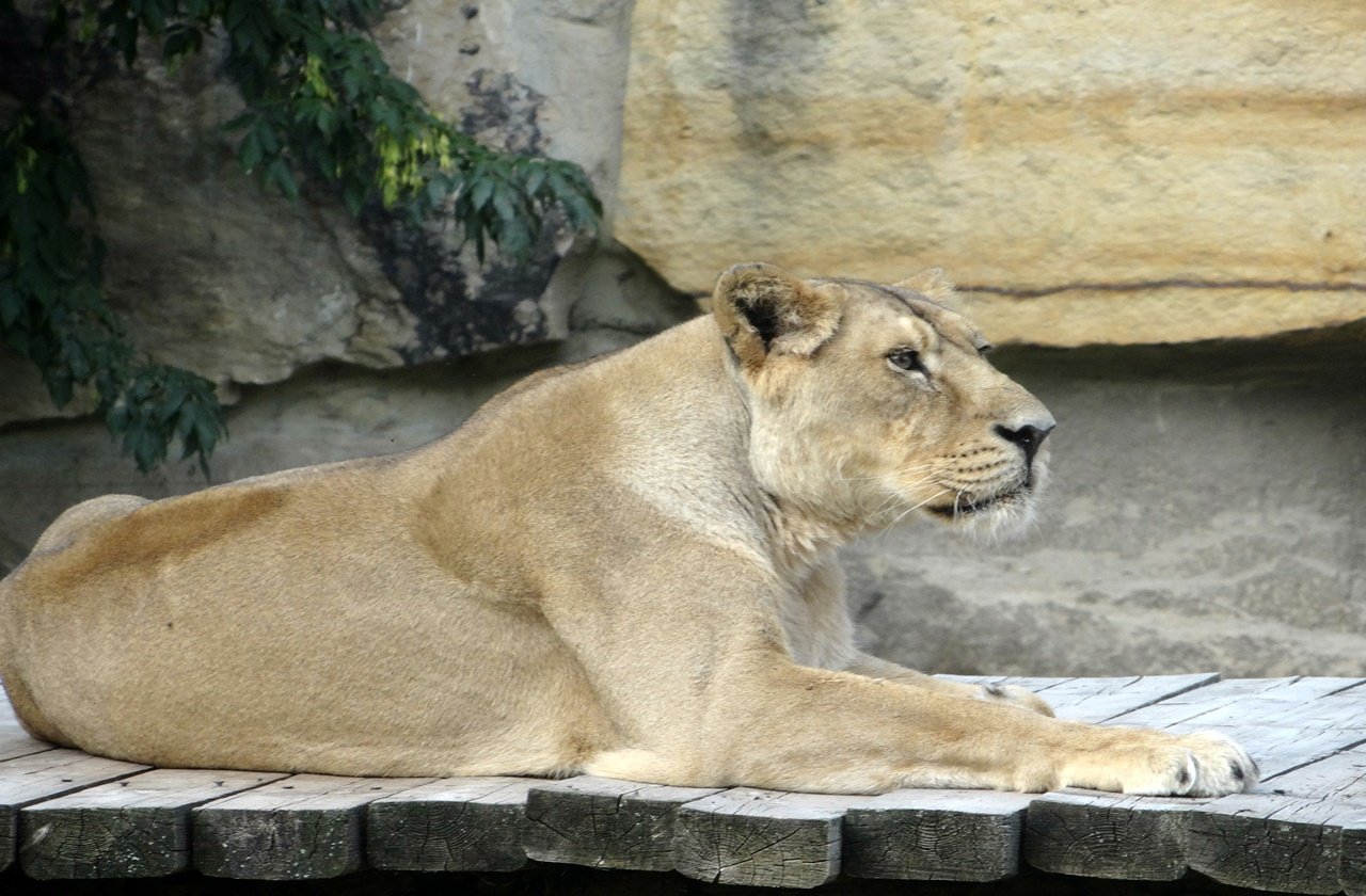 Lioness resting at a platform
