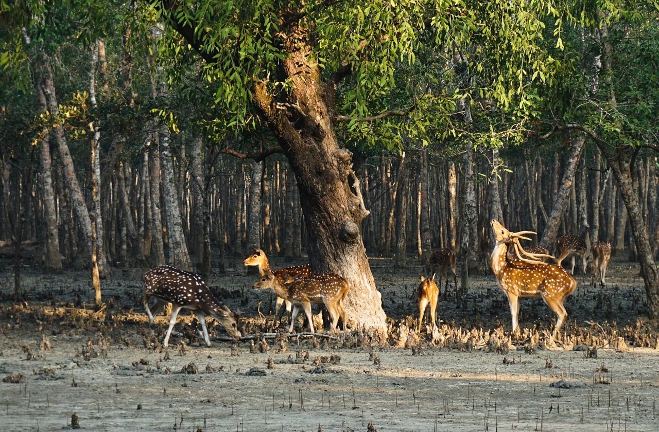 Family of spotted deer at Sundarbans National Park