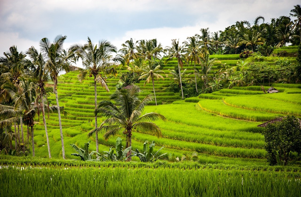 Rice terraces in Indonesia
