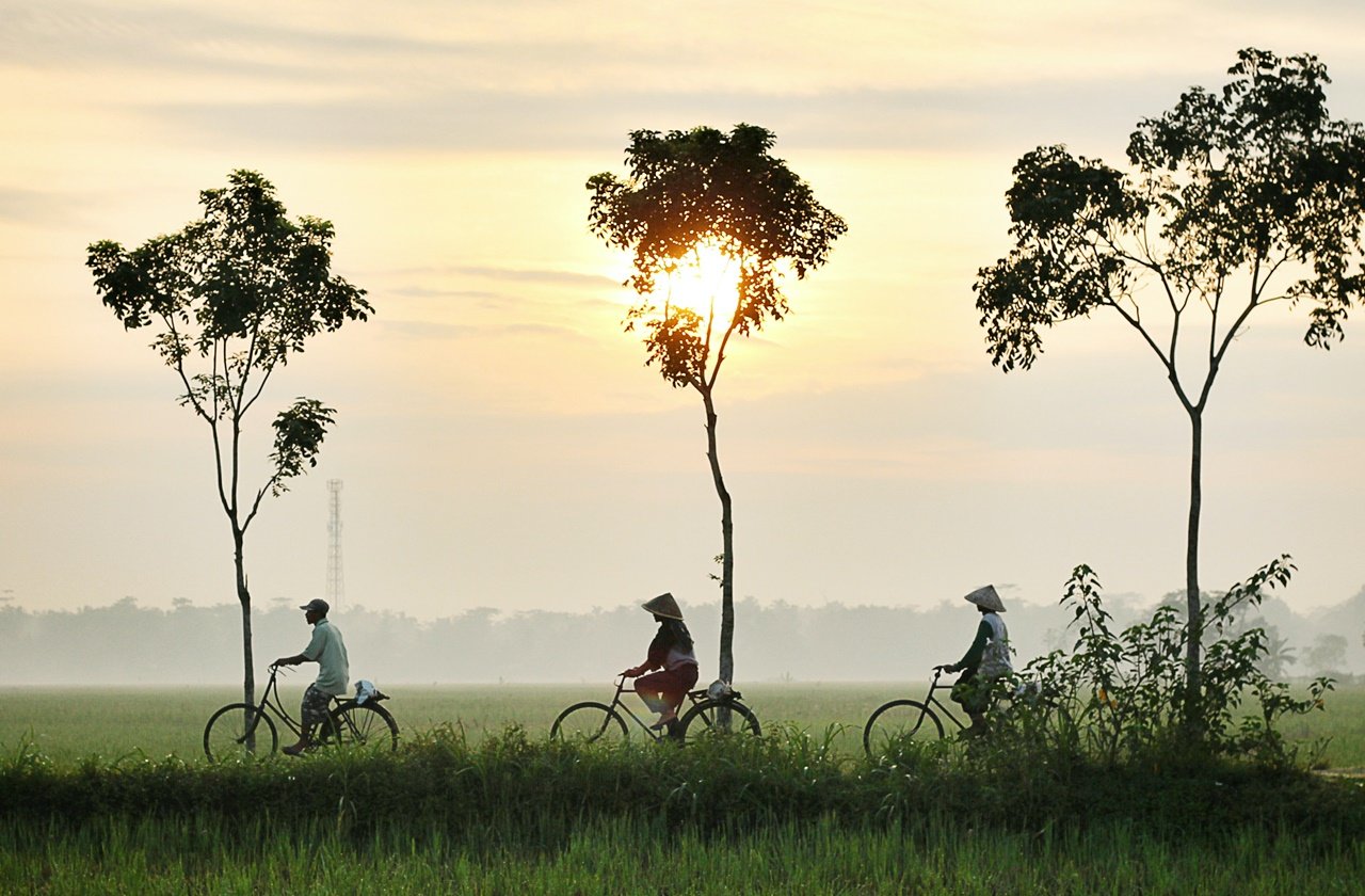 Locals biking near a rice paddy in Indonesia