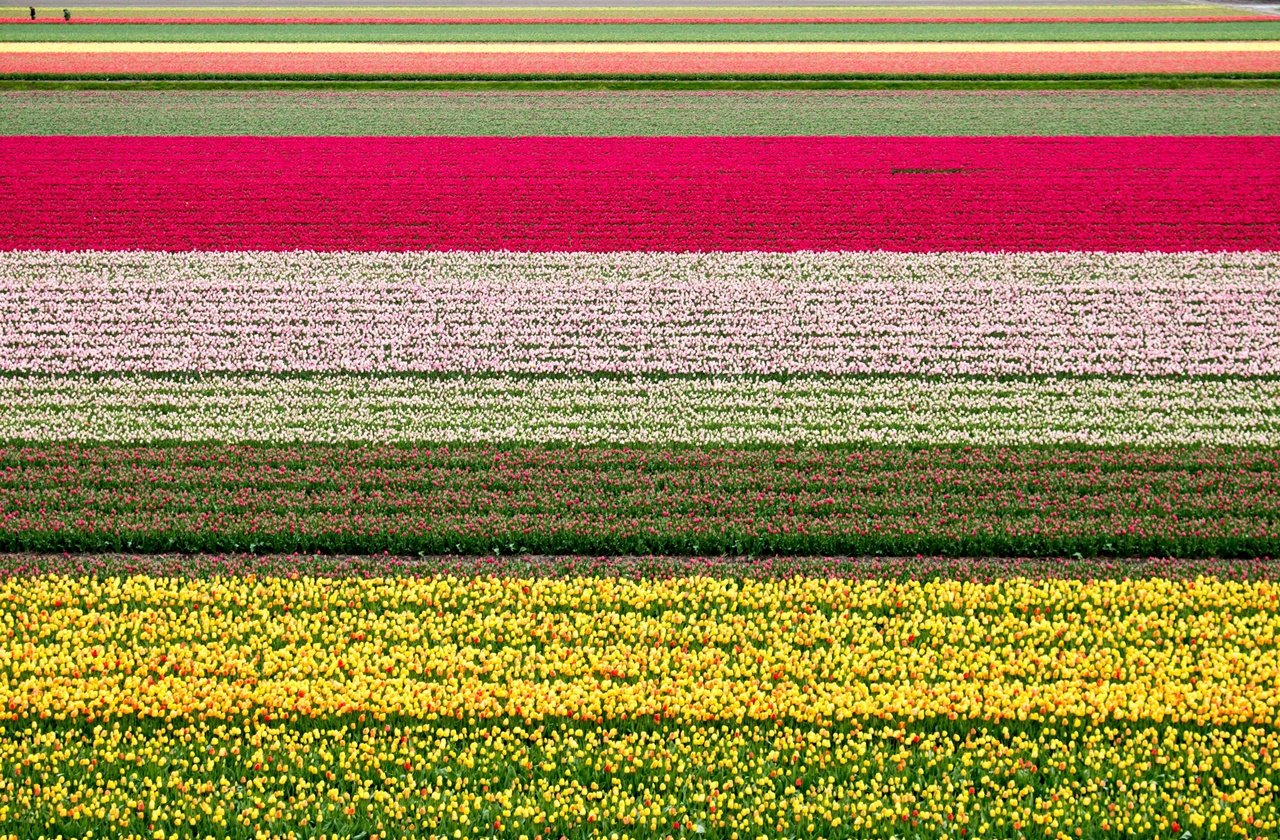 Tulip Fields in The Netherlands: Everything You Need to Know