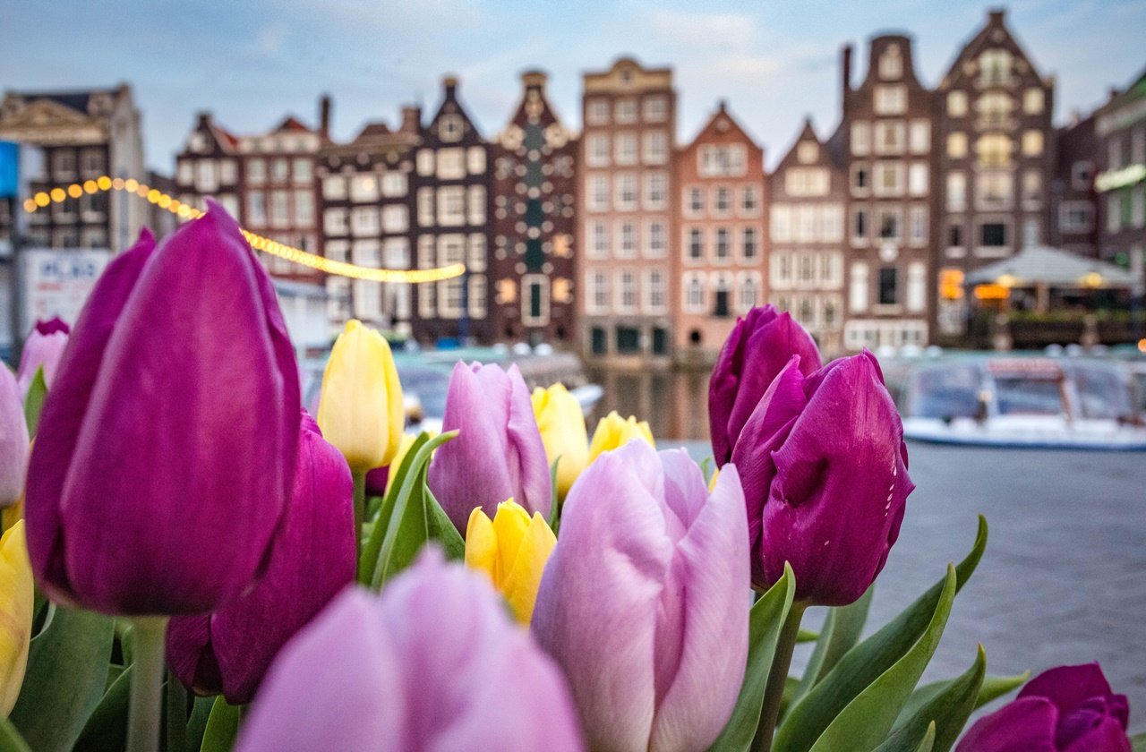 Tulip Fields in The Netherlands Everything You Need to Know