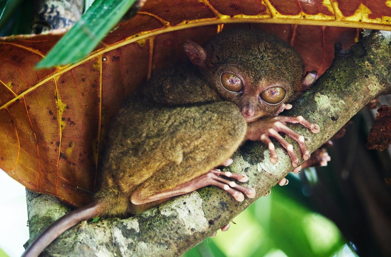 Small tarsier hiding beneath a leaf