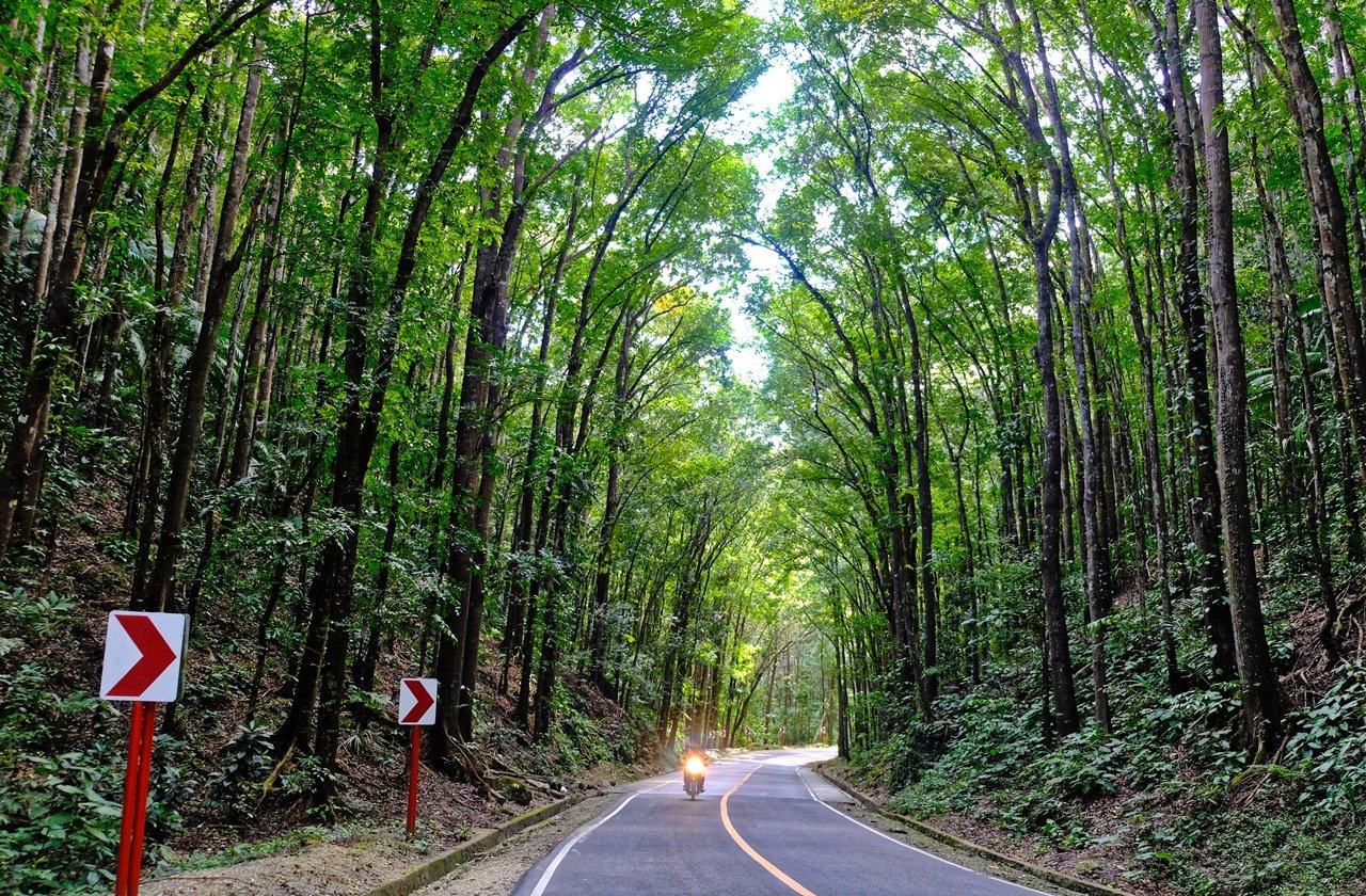 View of Bilar Man-made forest in Bohol