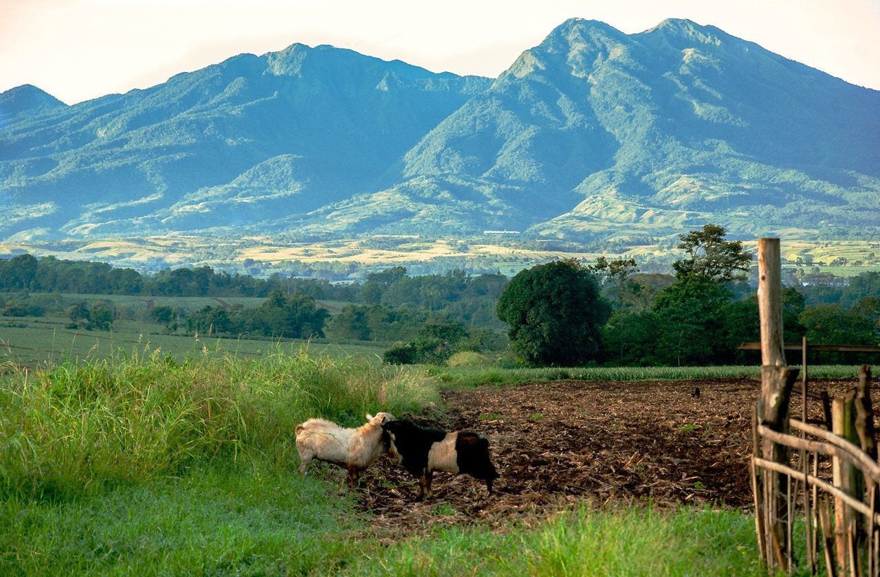 Kitanglad Mountain Range from a pineapple plantation