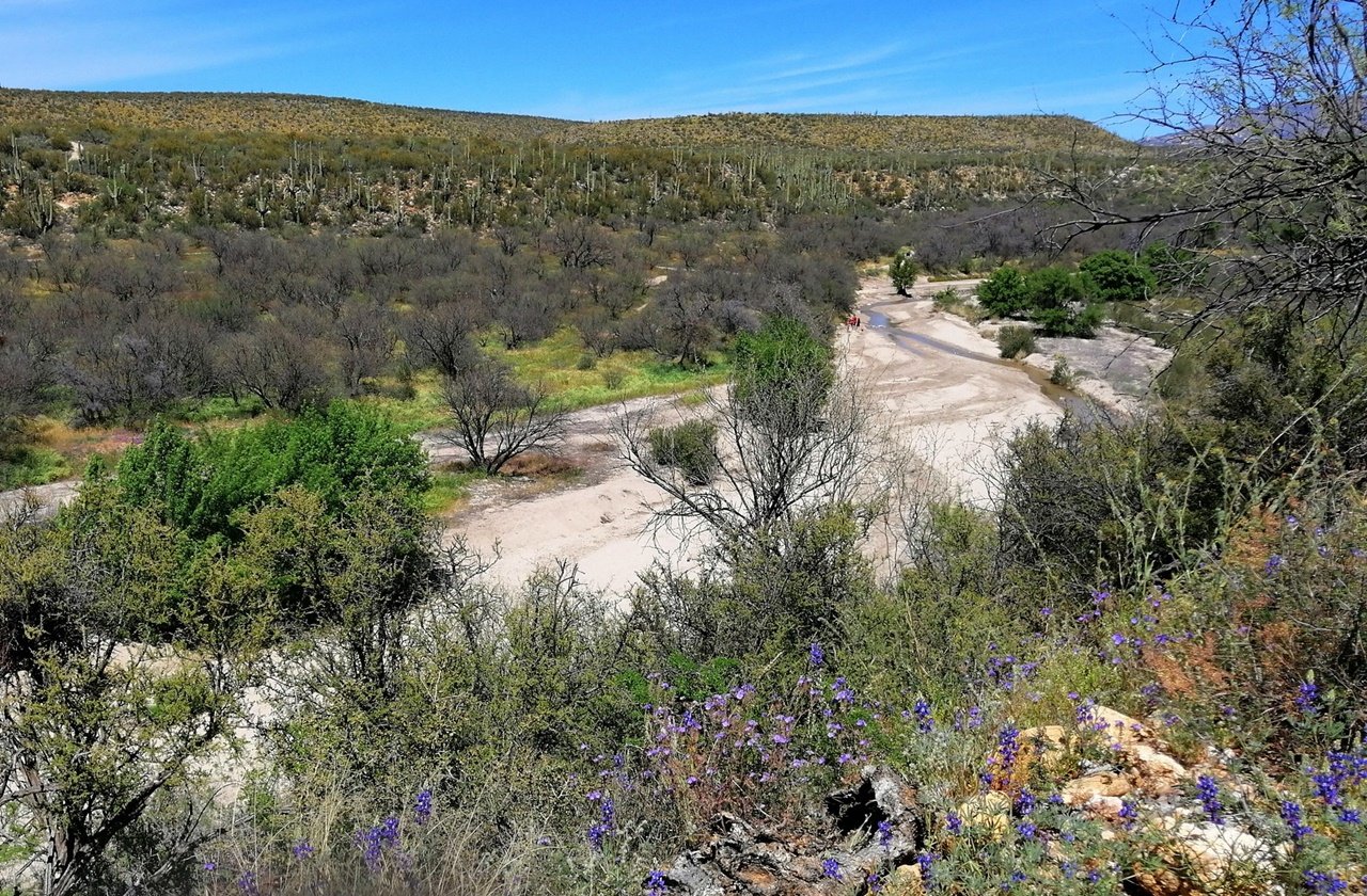 View of the plants and flowers at Catalina State Park