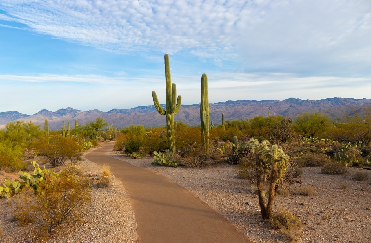 Tall saguaro cacti as seen at a trail in Saguaro National Park