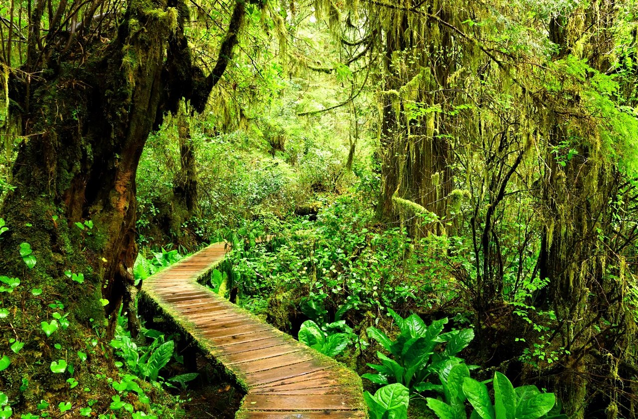 Boardwalk through a forest in Pacific Rim National Park