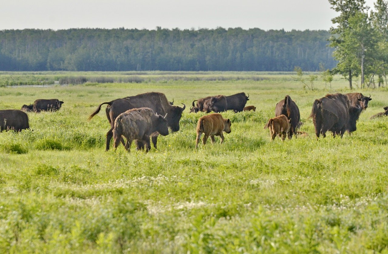 Wood bison at Elk Island National Park