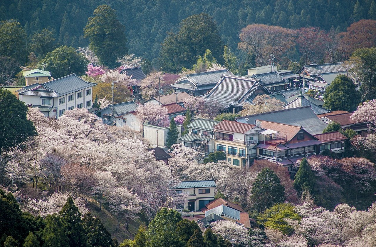 Cherry blossoms at a village in Mount Yoshino