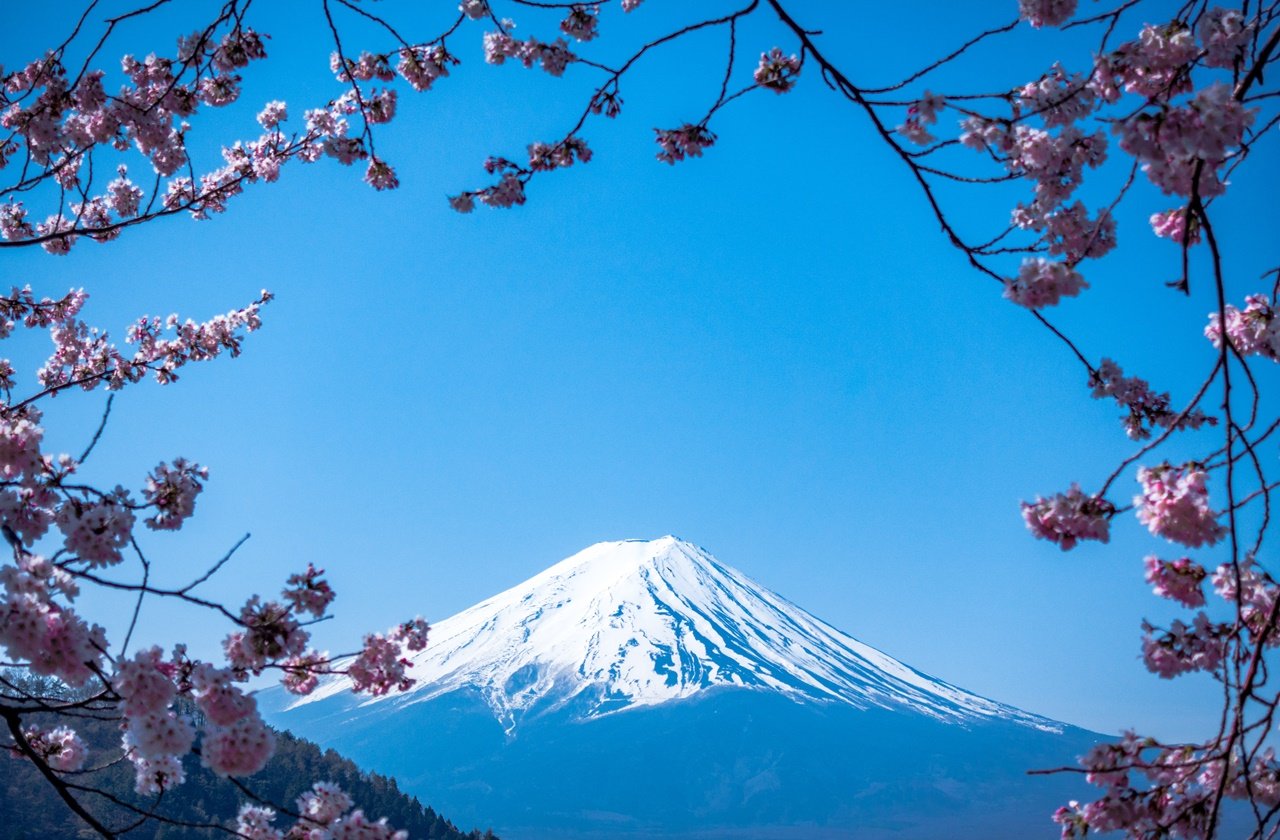 Mount Fuji framed by cherry blossoms