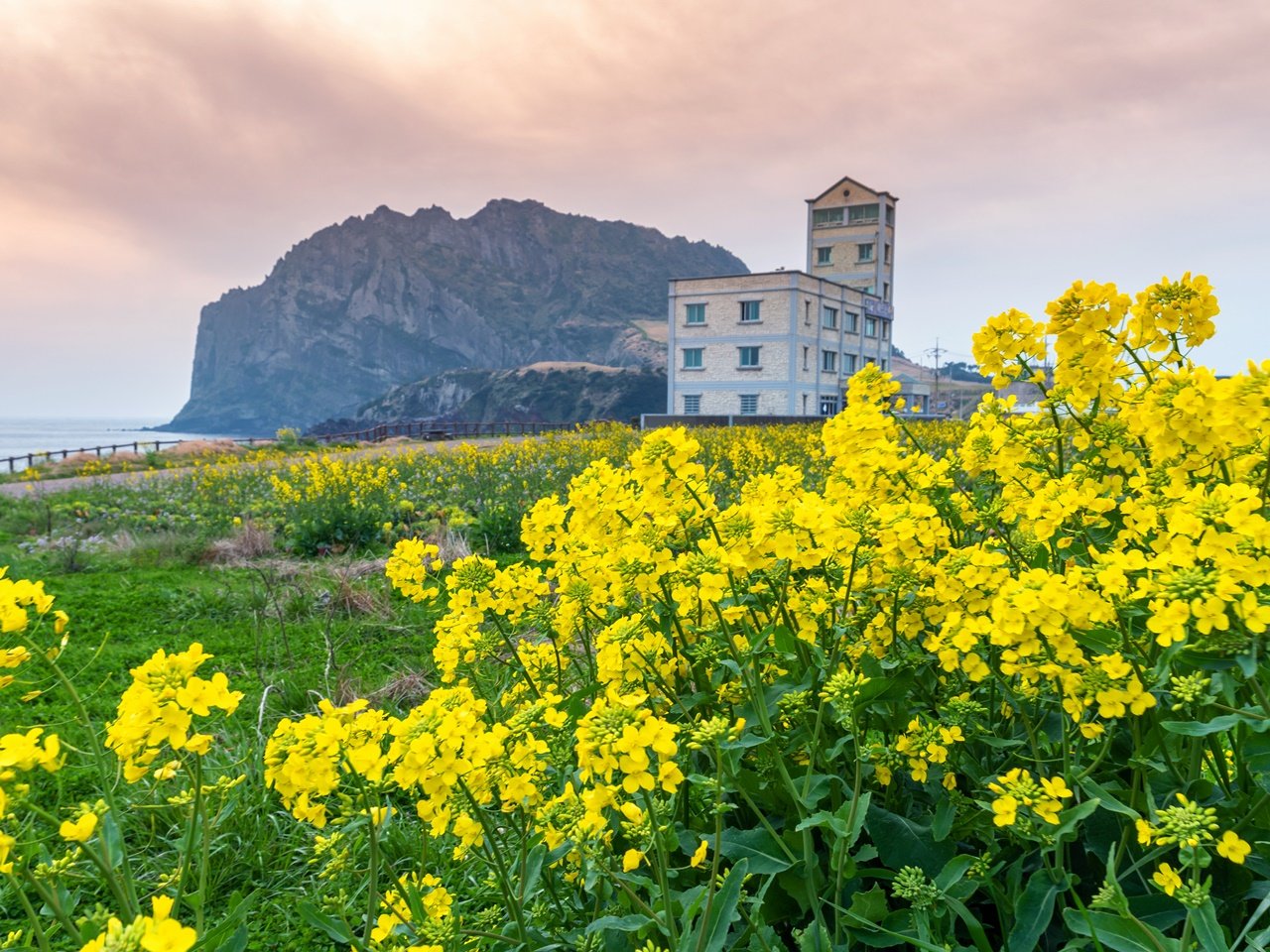 Canola fields at Seongsan Ilchulbong