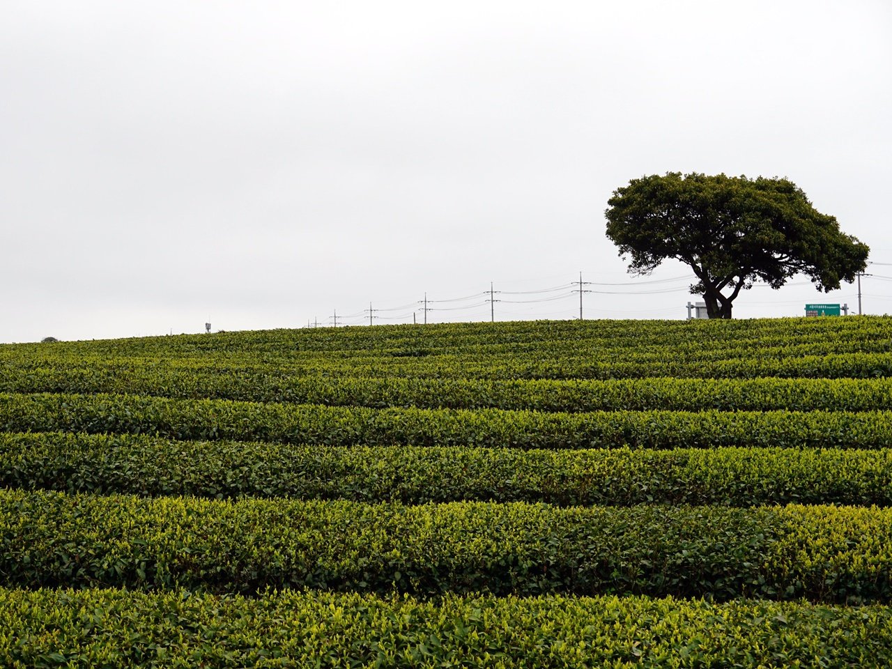 Green tea fields at Osulloc Museum