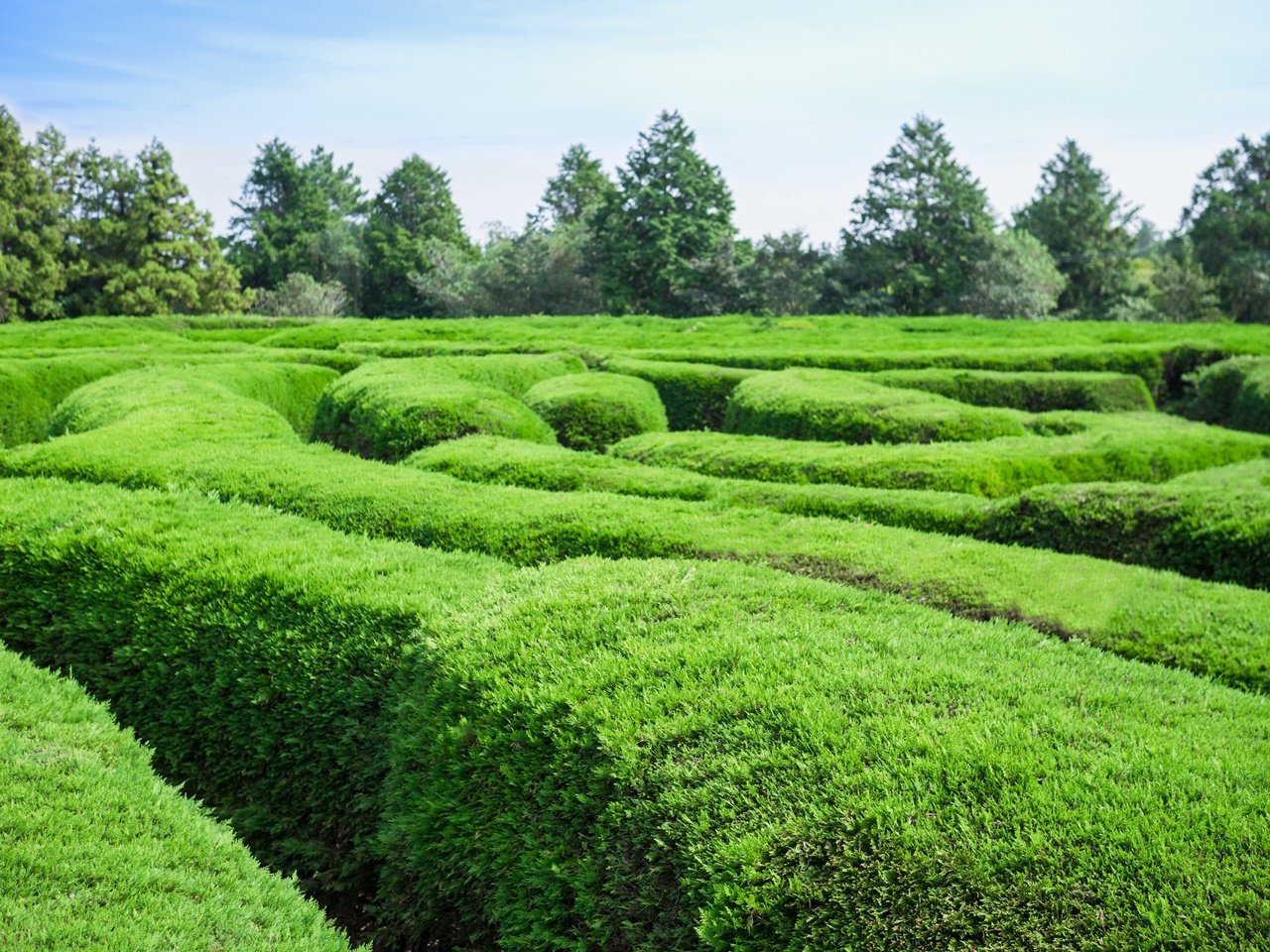 Mazes made out of cypress leaves at Gimnyeong Maze Park