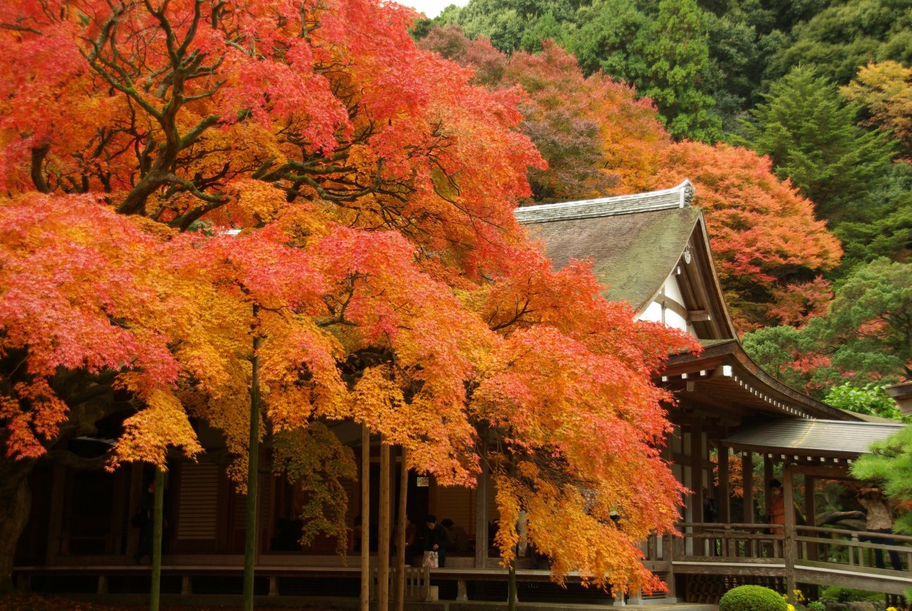 Colorful autumn leaves at a shrine in Fukuoka