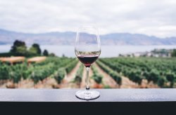 Glass of wine with a vineyard in the background