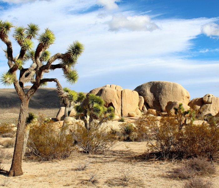 Joshua Tree National Park