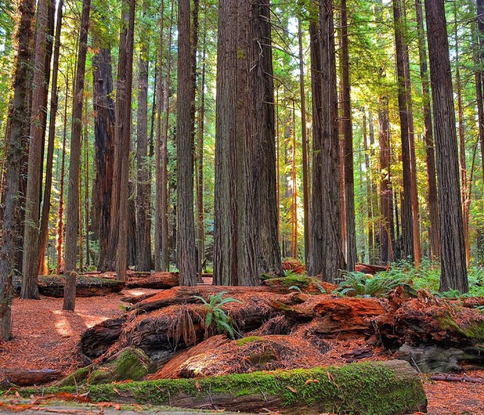 Humboldt Redwoods State Park