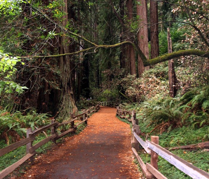 Muir Woods National Monument