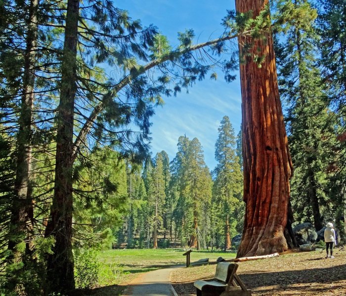 Sequoia National Park