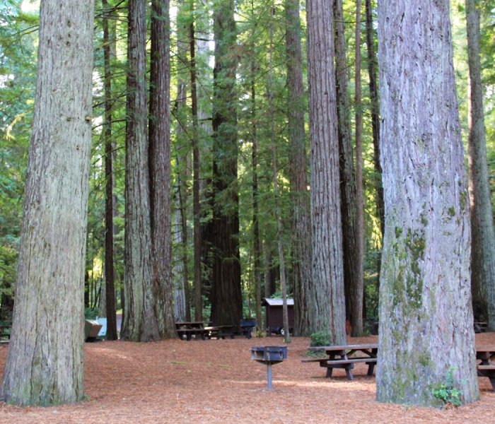 Jedediah Smith Redwoods State Park