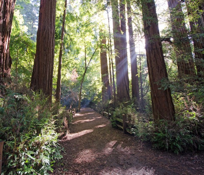 Henry Cowell Redwoods State Park