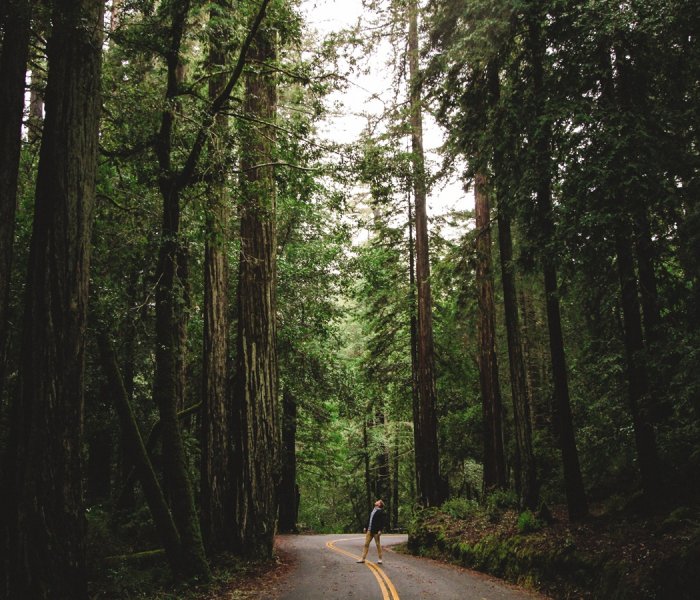 Big Basin Redwoods State Park