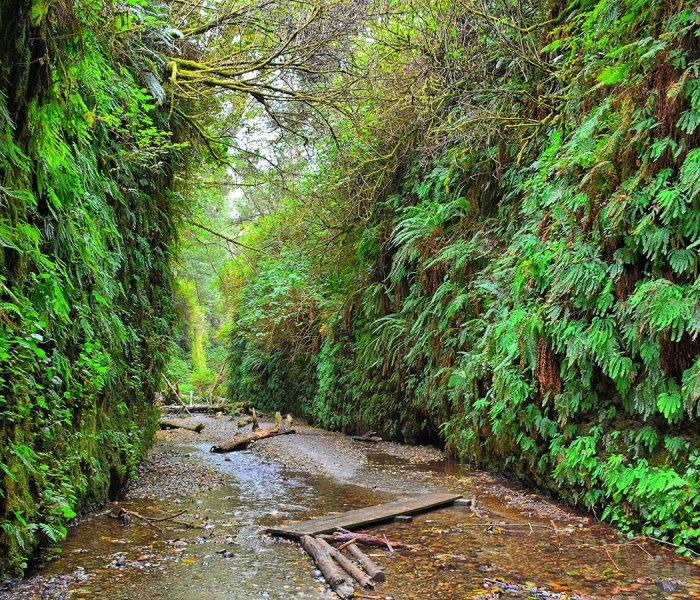 Prairie Creek Redwoods State Park