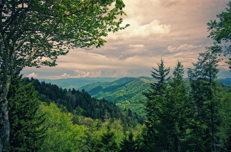 View of the forest and mountains at Great Smoky Mountains National Park