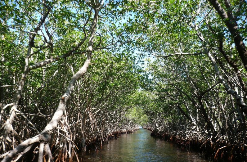 Mangrove reserves in Everglades National Park