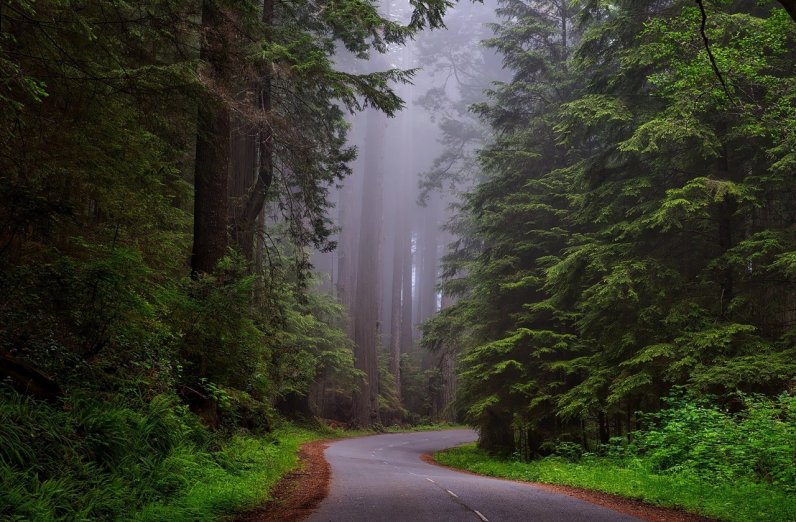 Narrow street framed with redwood trees at Redwood National and State Parks