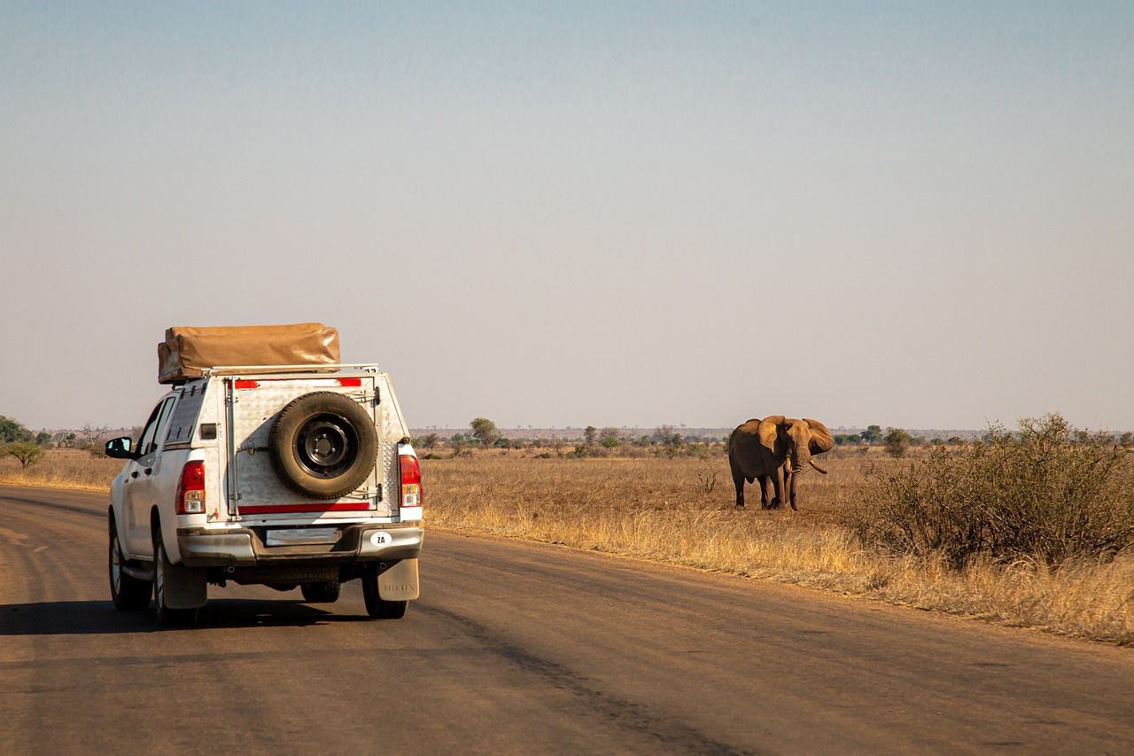 Safari Elephant A safari vehicle rides as an elephant is seen in the wild