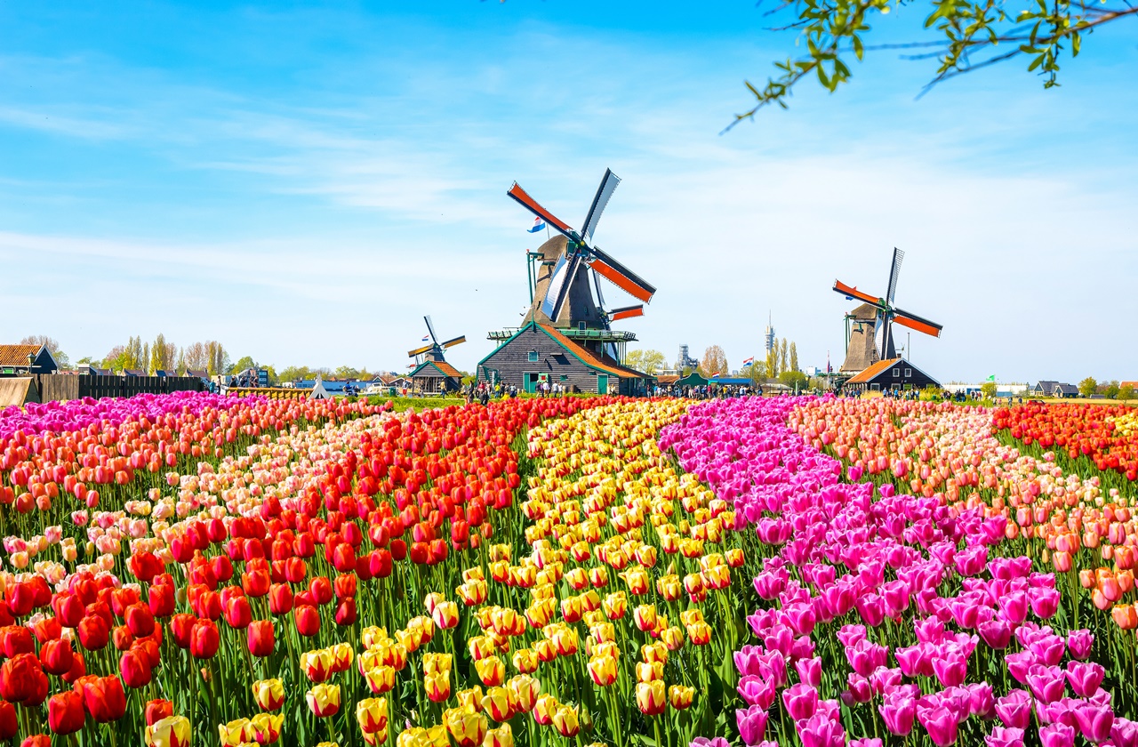 Tulip Fields in The Netherlands: Everything You Need to Know